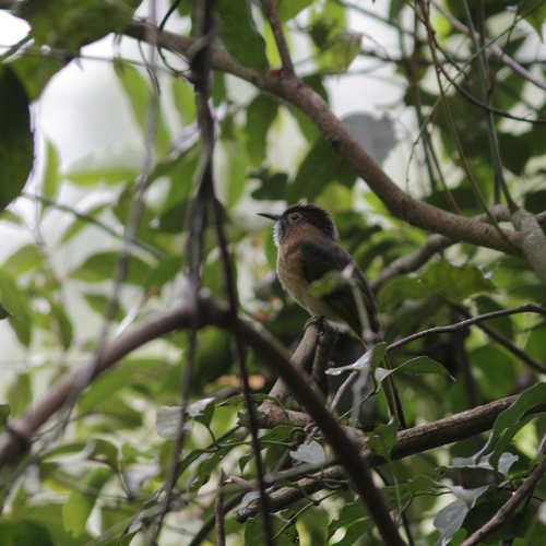 Mountain Bulbul (Ixos mcclellandii), photo 9