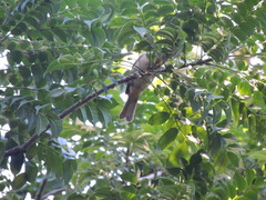 Piranga roseogularis