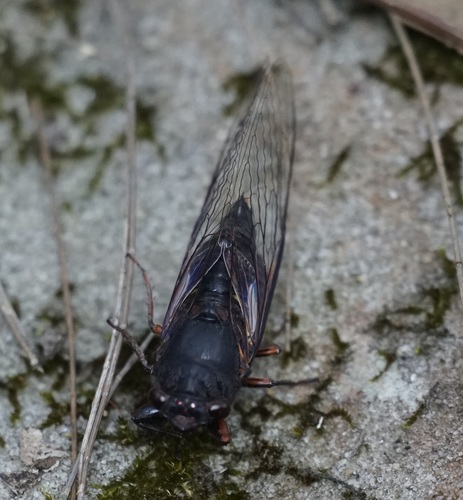 Photo of Brown Firetail (Yoyetta timothyi)