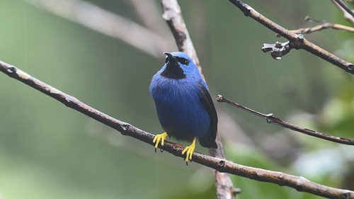 Shining Honeycreeper (Cyanerpes lucidus), photo 2