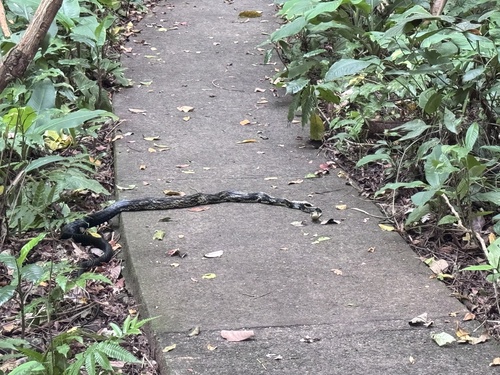 Chicken Snake