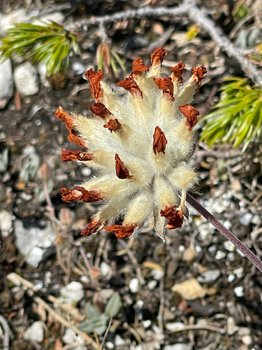 Hieracium pannosum, photograph 2