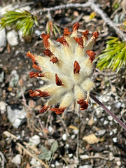 Hieracium pannosum, photograph (c) David Jackson, some rights reserved (CC BY)