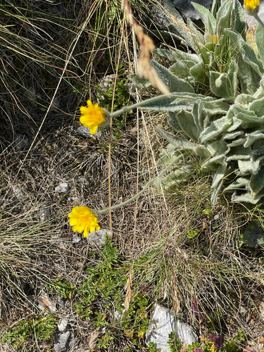 Hieracium pannosum observed 2025-07-23