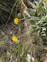 Hieracium pannosum, photograph (c) David Jackson, some rights reserved (CC BY)