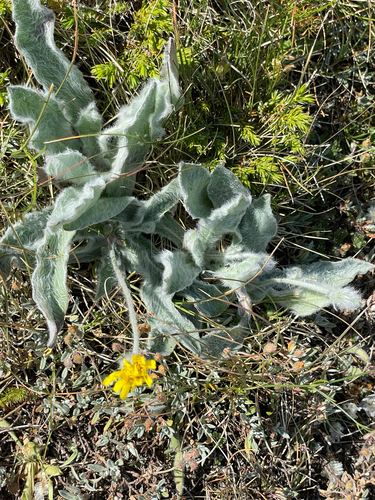Hieracium pannosum observed 2025-07-23