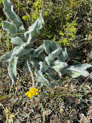 Hieracium pannosum