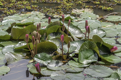 Nymphaea rubra