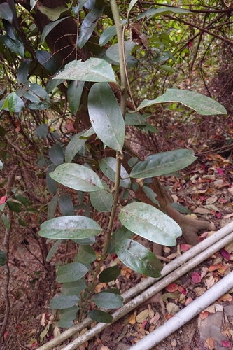 Capparis formosana (Capparis formosana)