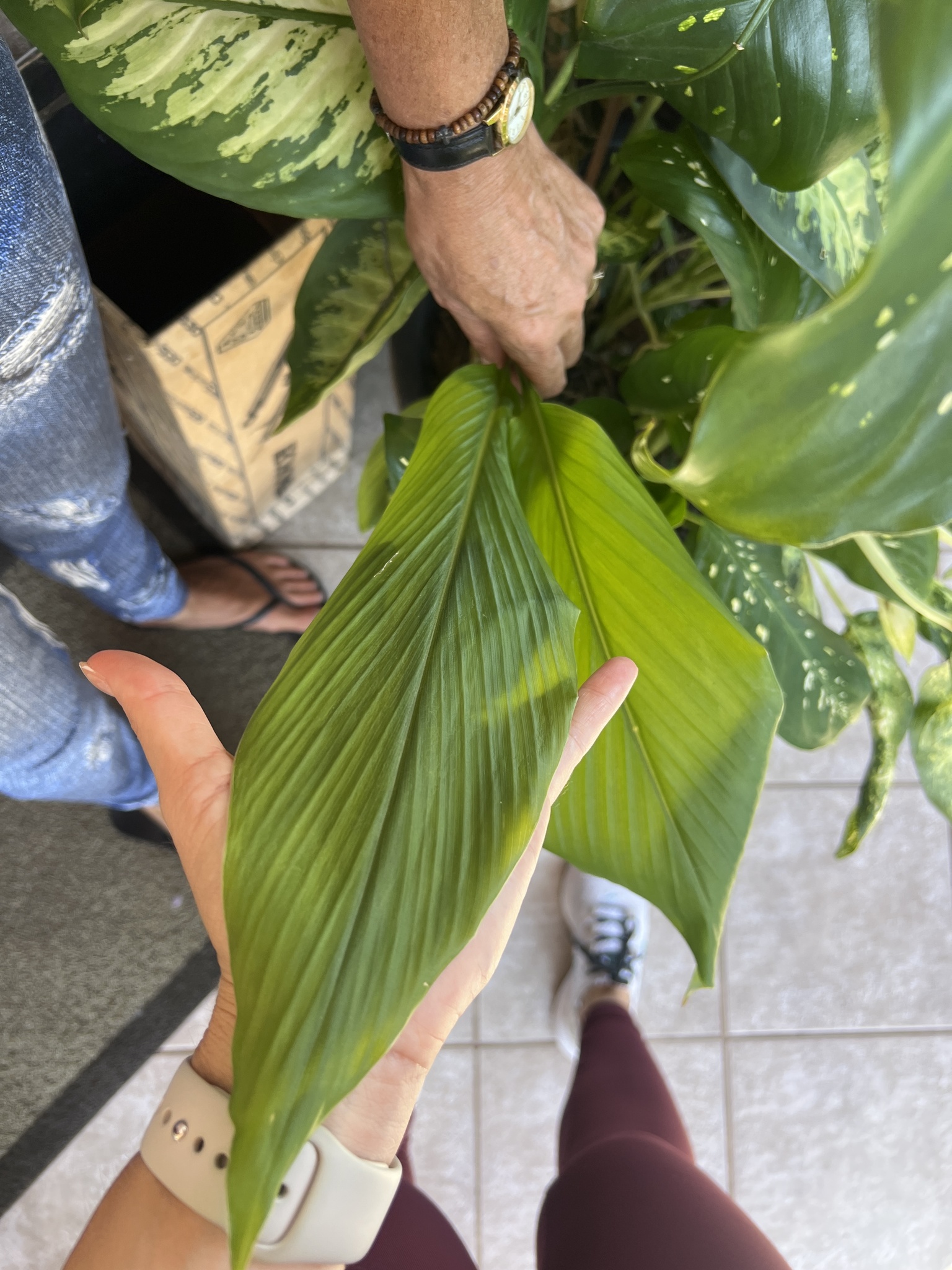 Curcuma longa
