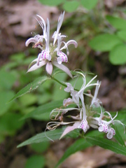 Monarda russeliana