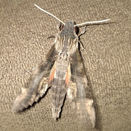 Erinnyis oenotrus