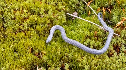 Dark-bellied Worm Snake