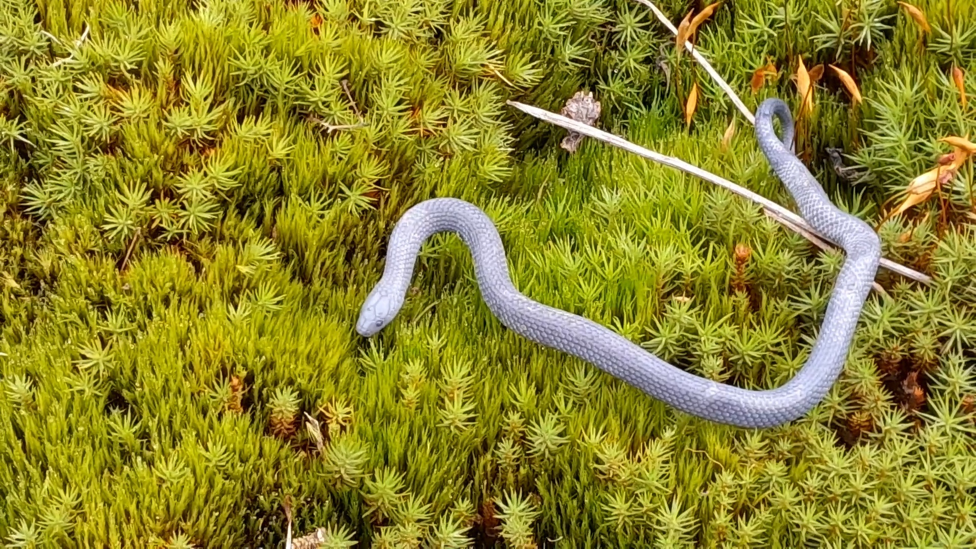 Dark-Bellied Earth Snake photo 3
