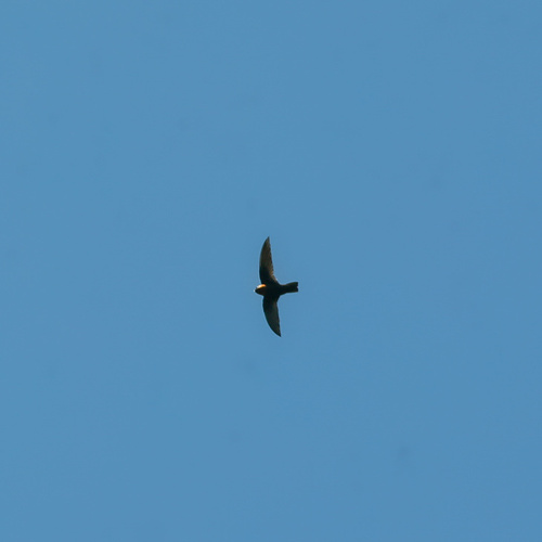 Chestnut-collared Swift (Streptoprocne rutila)