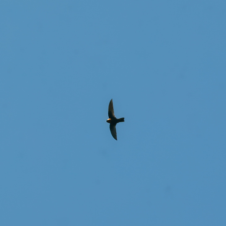 Chestnut-collared Swift (Streptoprocne rutila), photo 1