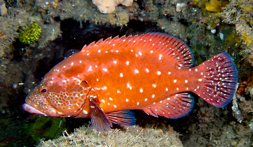 Coral cod (Cephalopholis sonnerati) — Serranidae