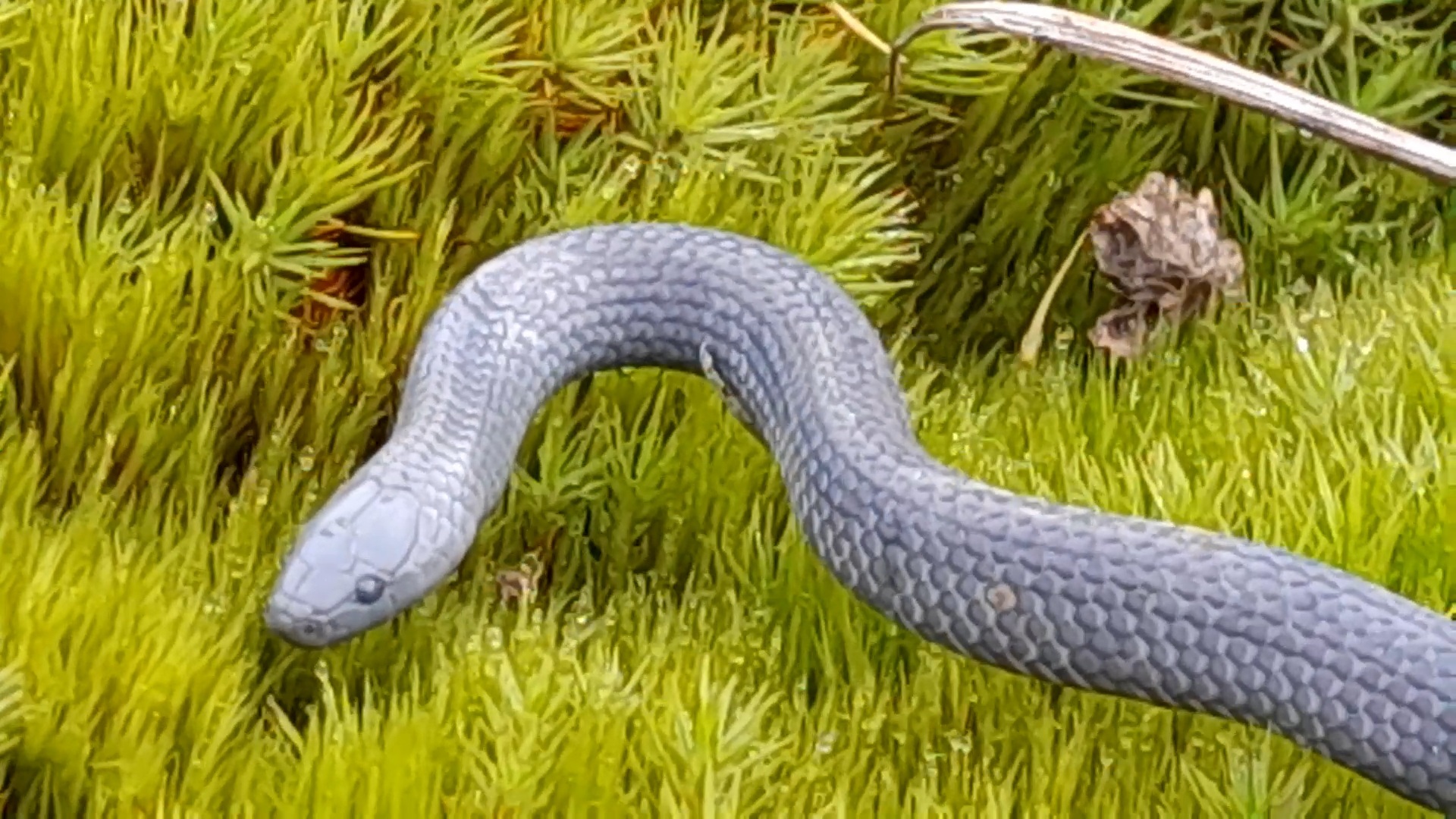 Dark-Bellied Earth Snake photo 4