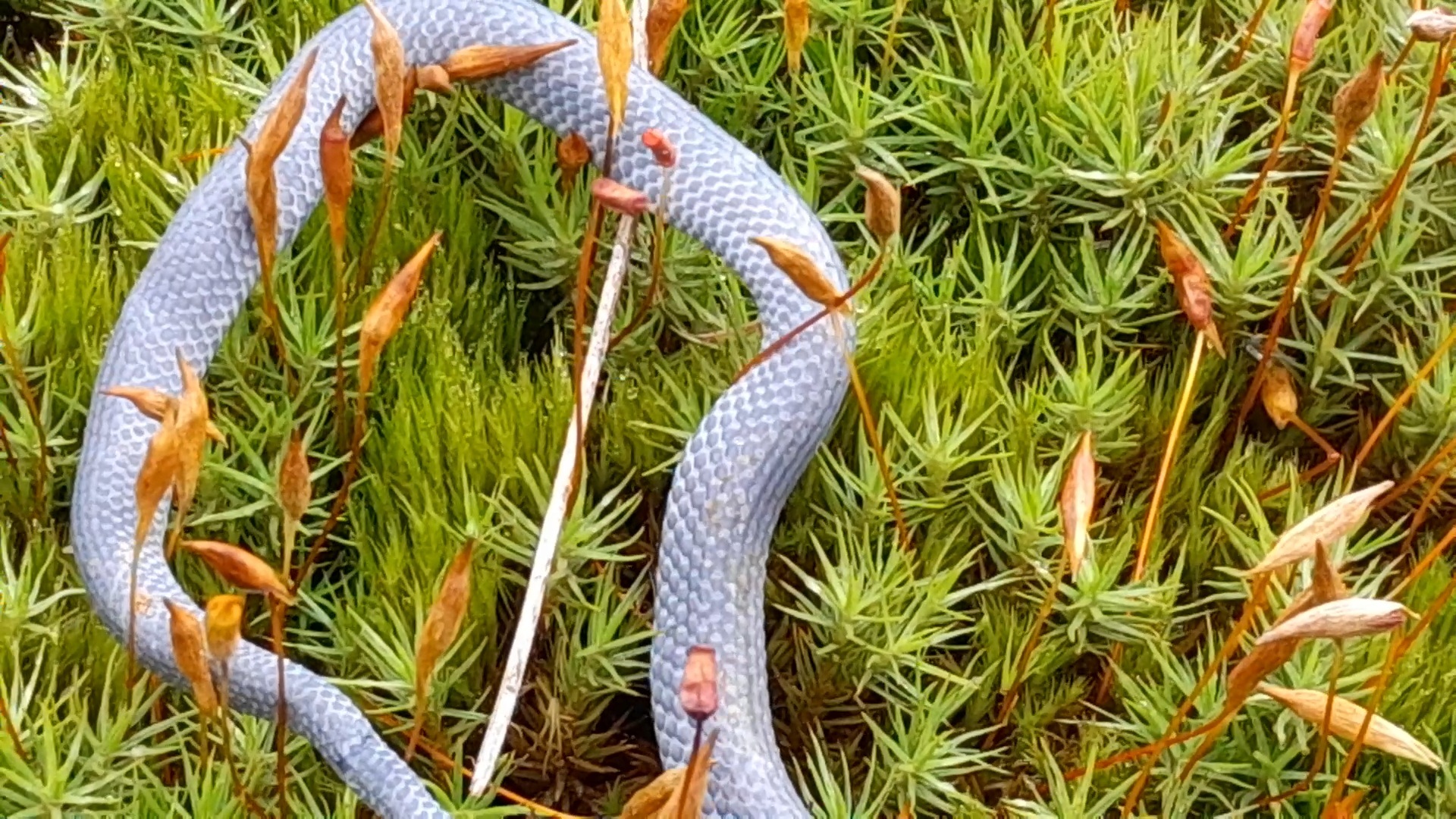 Dark-Bellied Earth Snake photo 5
