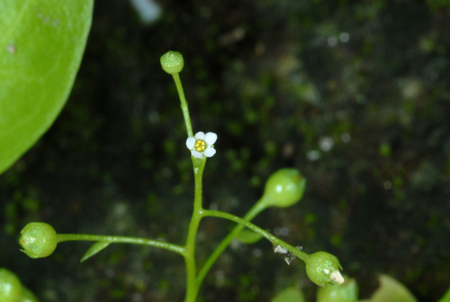 Samolus parviflorus (Samolus parviflorus)