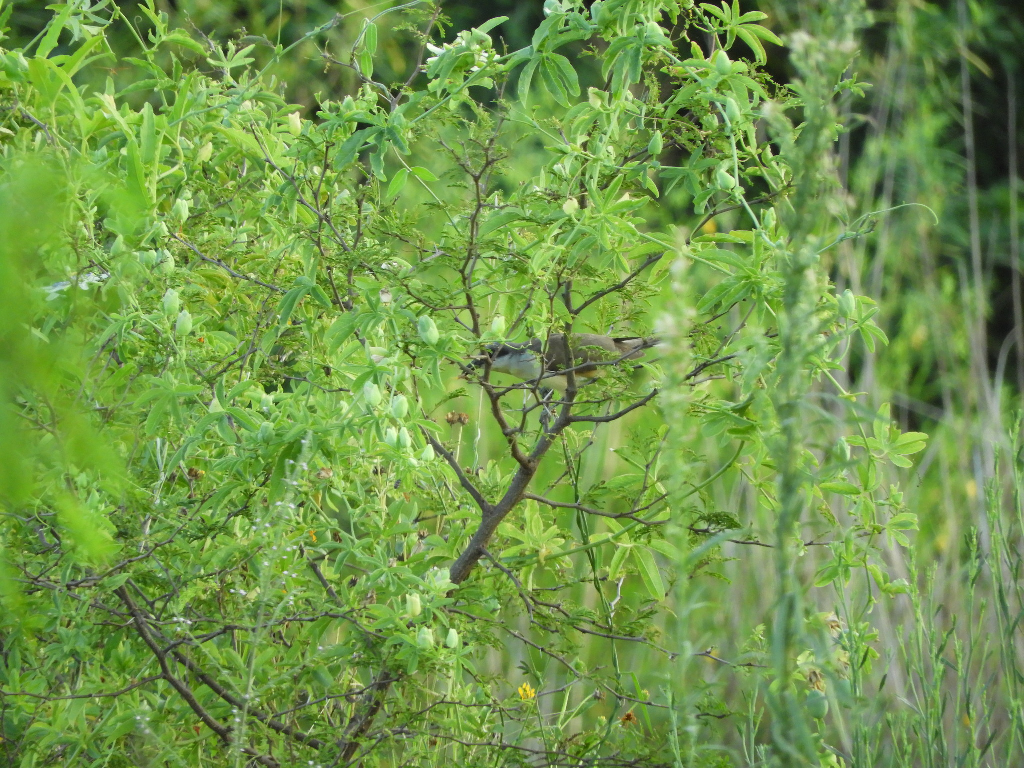 Dark-billed Cuckoo (Coccyzus melacoryphus), photo 10