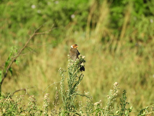 Yellow-billed Cardinal (Paroaria capitata), photo 8