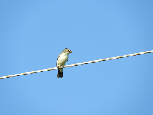 White-bellied Seedeater (Sporophila leucoptera)