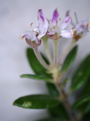 Agathosma planifolia