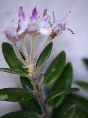 Agathosma planifolia