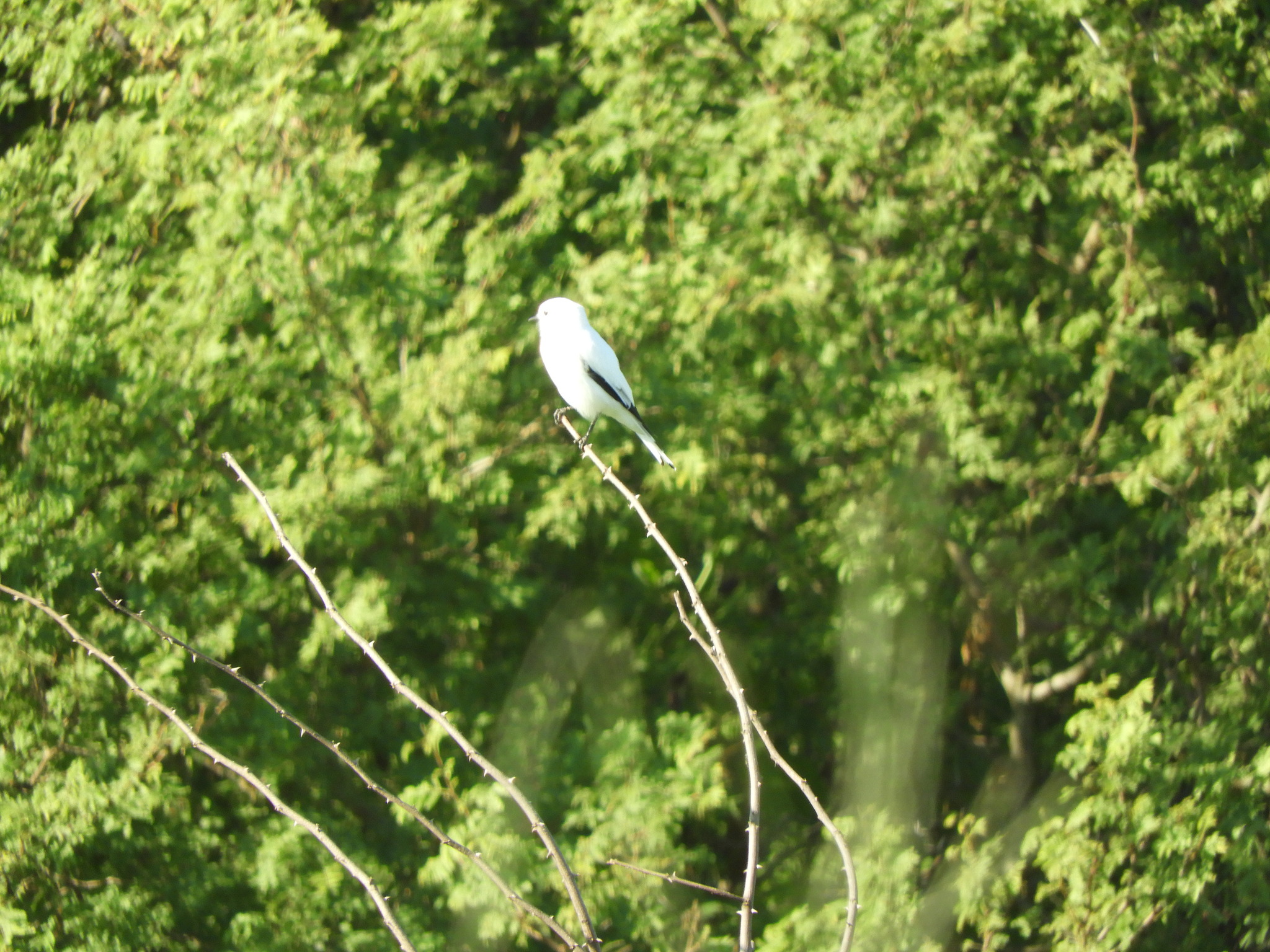 White Monjita (Xolmis irupero), photo 7