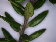 Agathosma planifolia