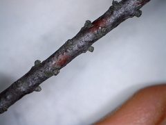 Agathosma planifolia