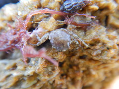 Pisidia