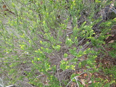 Agathosma planifolia