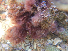 Rhodophyta