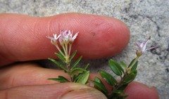Agathosma planifolia