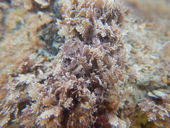 Rhodophyta