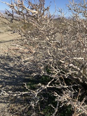 Psorothamnus arborescens