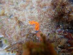 Tunicata