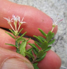 Agathosma planifolia