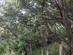 Pomaderris apetala maritima