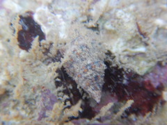 Gastropoda