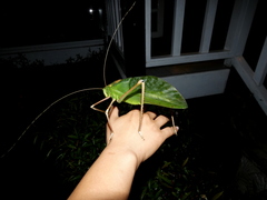 Arachnacris tenuipes