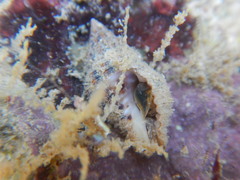 Gastropoda