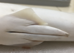 Rhizoprionodon oligolinx