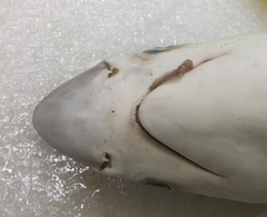 Rhizoprionodon oligolinx