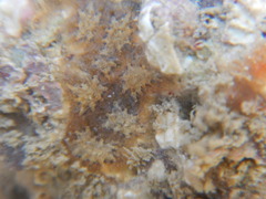 Tunicata