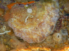 Bivalvia