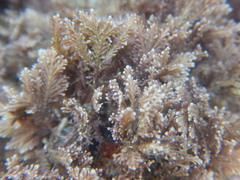 Rhodophyta