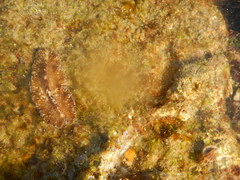Platyhelminthes